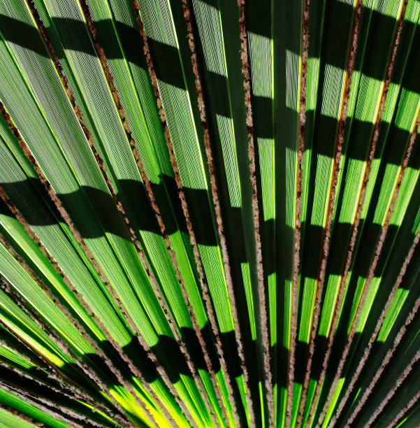 棕榈叶背景，棕榈叶在阳光的照射下，特写图片下载