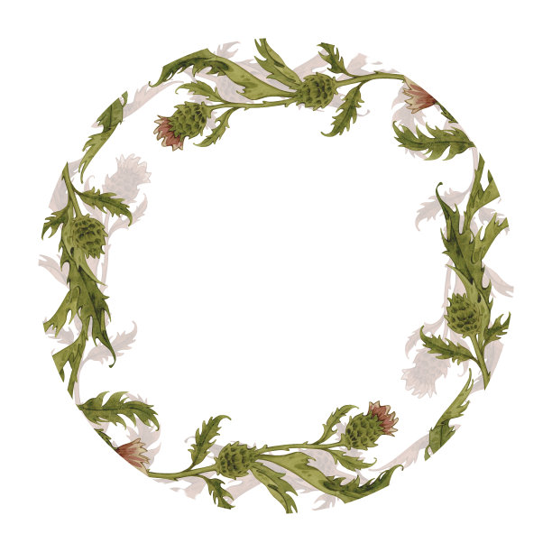 老式水彩圆形植物框架与蓟，野花手绘插图孤立在白色。图片下载