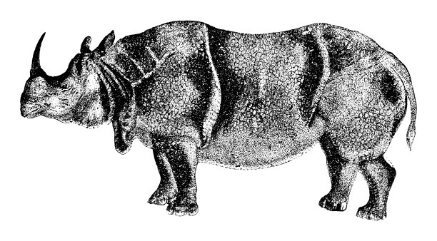 犀牛-复古雕刻插图图片下载