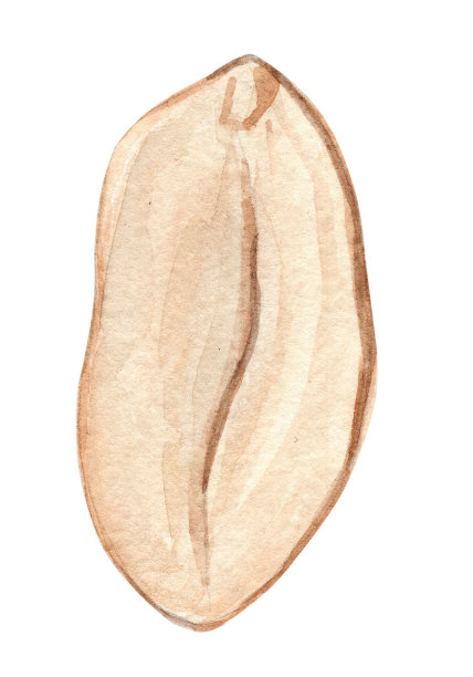 水彩切割花生插图孤立在白色图片下载