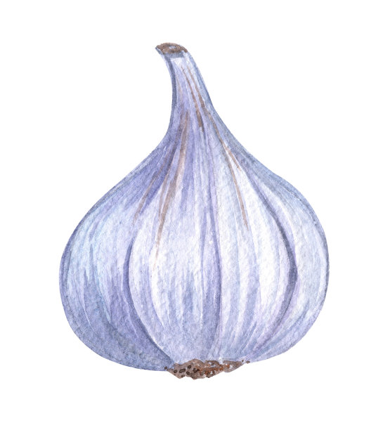 水彩大蒜孤立在白色背景上图片下载