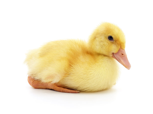一个小鸭子。图片下载