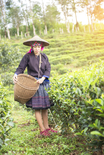 在日出的清晨，在茶园的大自然中，亚洲的女工农民正在采摘传统的茶叶。图片下载