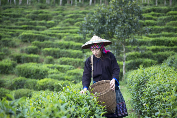 在日出的清晨，在茶园的大自然中，亚洲的女工农民正在采摘传统的茶叶。图片下载