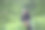 在日出的清晨，在茶园的大自然中，亚洲的女工农民正在采摘传统的茶叶。图片下载