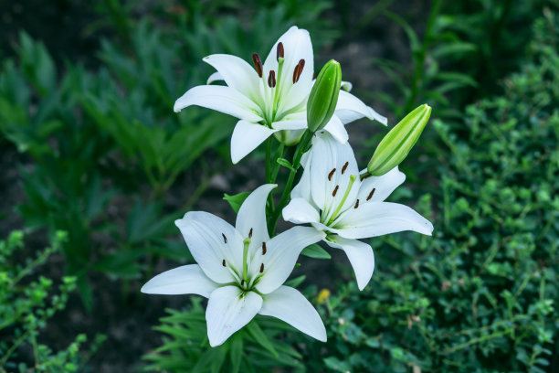 白色百合的特写。图片下载