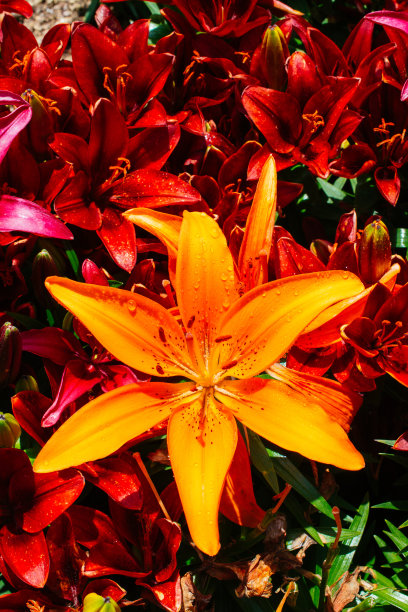 盛开着美丽的百合花作为背景图片下载