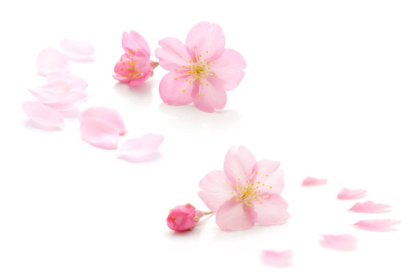 樱花孤立日本天然粉红色，花瓣白色，背景，春天抽象摄影图片下载
