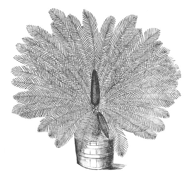 西米棕榈，西米国王，西米苏铁或日本西米棕榈(苏铁revoluta) -老式雕刻插图图片下载