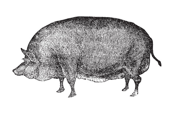 埃塞克斯猪-古董雕刻插图图片下载