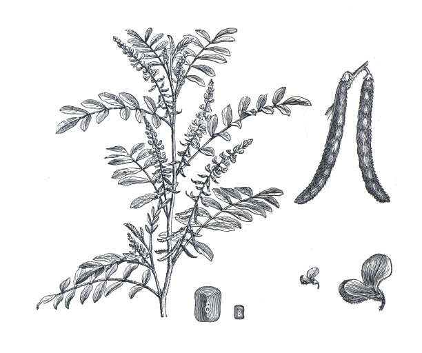 Indigofera tinctoria。也叫真靛蓝植物。bean的家庭。手绘复古和雕刻插图。食品工厂。健康食品。基本的食物。药用植物。有机植物靛蓝。图片下载