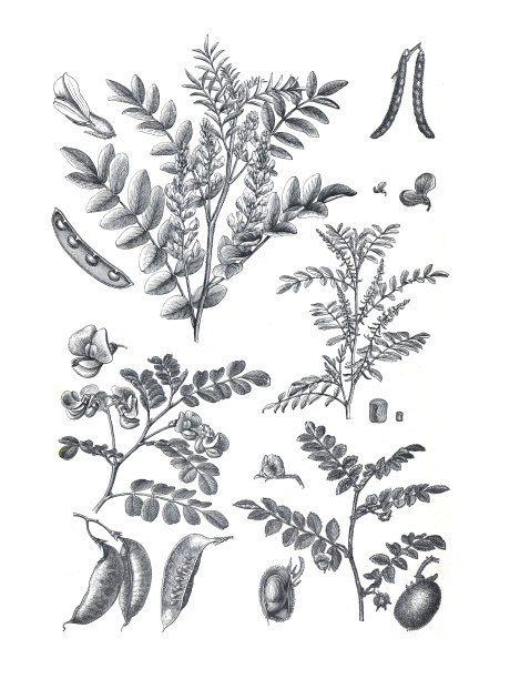 Indigofera tinctoria。也叫真靛蓝植物。bean的家庭。手绘复古和雕刻插图。和甘草glabra。食品工厂。健康食品。基本的食物。药用植物。有机植物靛蓝。图片下载