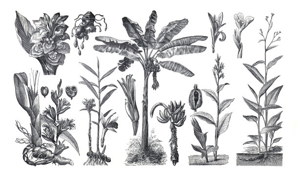 基本食物的植物。有机基本食品。香蕉树，姜黄和小豆蔻。竹芋。手绘雕刻的基本食物收集。自己的成长。药用植物。图片下载