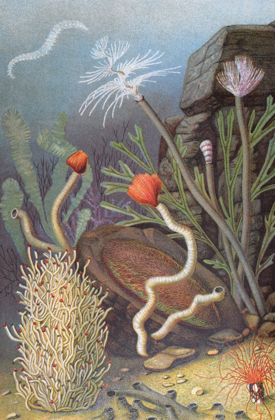 古董手绘雕花插画收藏虫海收藏。珊瑚礁-各种海洋设计元素，包括不同的珊瑚，贝壳和动物。漂亮的海报或墙纸。海洋收集或海海报。图片下载