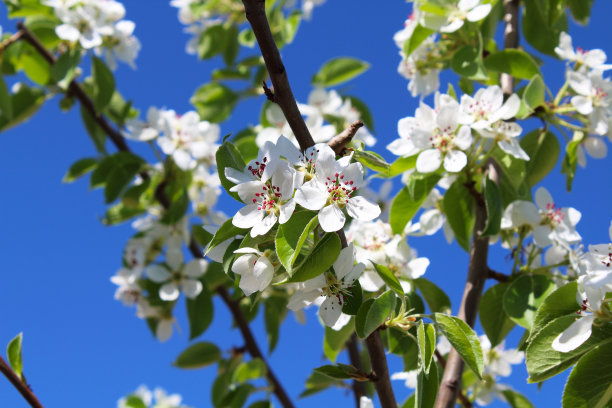 花梨。美丽的白色花朵和绿色的叶子在树枝上。特写镜头。背景。景观。图片下载