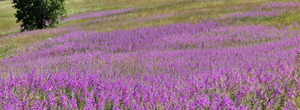 绿色田野里粉红的狭叶Chamaenerion angustifolium花图片下载