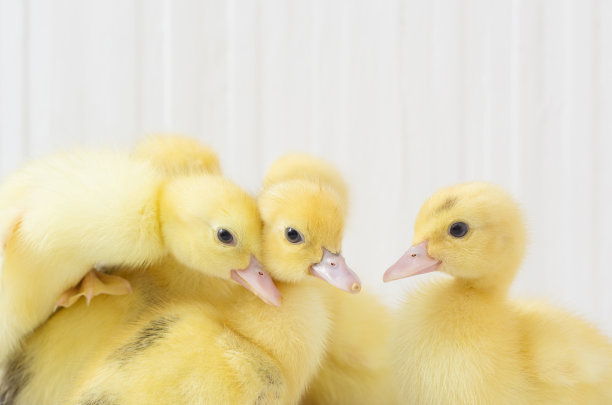 白色木制背景上的小鸭图片下载