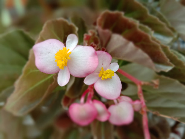 海棠粉花盛开图片下载
