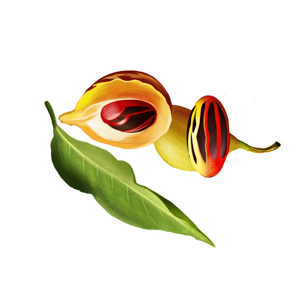 肉豆蔻植物孤立于白色。成熟的彩色红色肉豆蔻果实，种子印度喀拉拉邦。被称为帕拉和红狼牙棒的香料。草药和香料收集。数字艺术手绘插图，坚果和叶子。图片下载