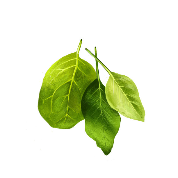 普通酢浆草或园酢浆草酸模。菠菜坞和窄叶坞。栽培的一种花园草本植物或叶子蔬菜的盆栽草本植物。草药和香料收集。数字艺术插图。图片下载