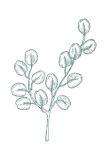 桉树枝在白色背景上。图片下载