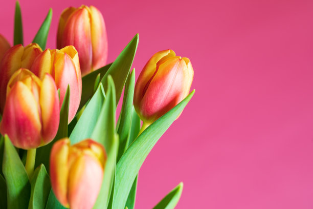 粉红色背景的春天郁金香花束。库存图片图片下载