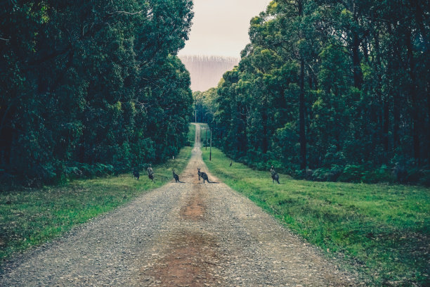 有些袋鼠在天气好的时候生活在澳大利亚的大自然中。图片下载
