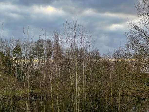 在冬天，透过树林眺望湖面和天空。图片下载