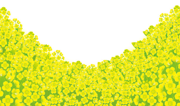 黄色的芥末地，孤立在白色的背景上图片下载