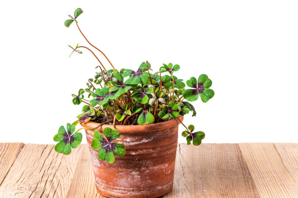 花盆与四叶三叶草在乡村木桌孤立的白色背景。三叶草设计模板与复制空间。好运的概念，圣帕特里克节或新年。图片下载