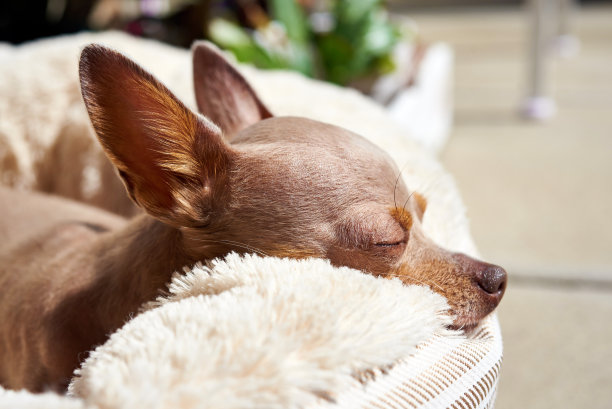 狗躺着休息。俄罗斯玩具狗。图片下载