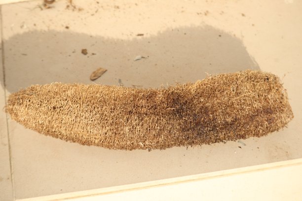 干丝瓜/种子图片下载