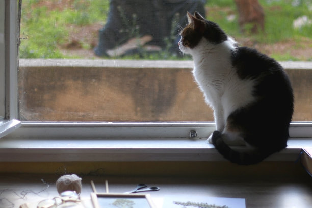 猫和植物标本图片下载