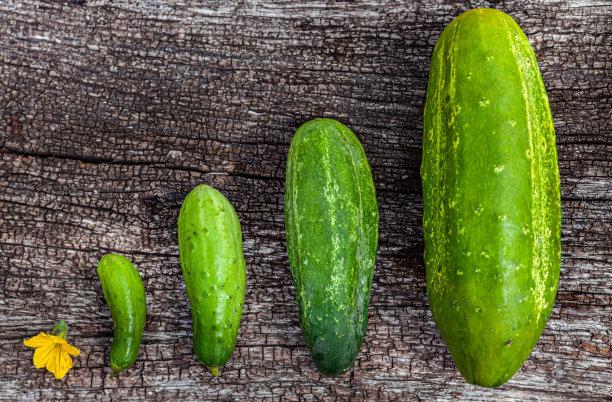 大小不一的绿色黄瓜躺在天然的木质表面上图片下载