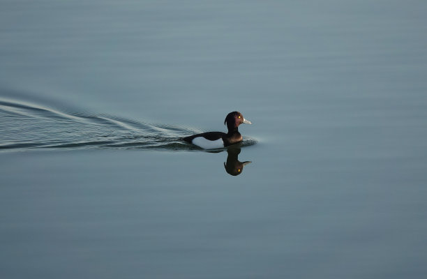 这是一张美丽的照片，在清晨的阳光下，一只毛茸茸的鸭子游过宁静的湖面。图片下载