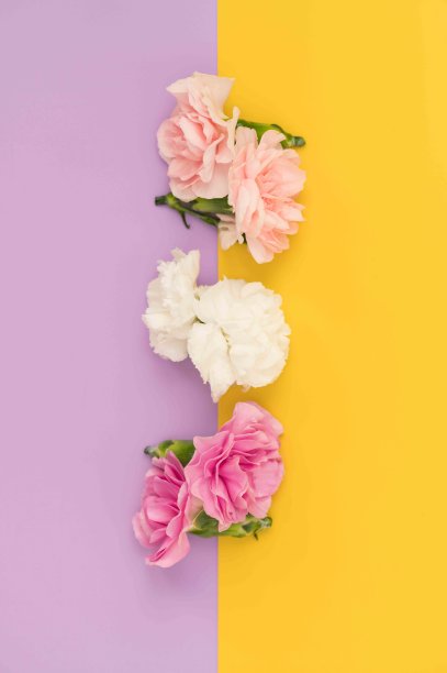 黄色和淡紫色色块花平铺着迷你康乃馨图片下载