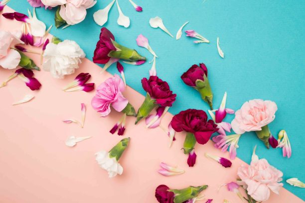 对角线柔和的颜色块花卉平面与迷你康乃馨图片下载