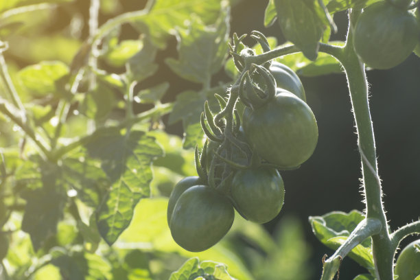 园子里的西红柿成熟了。在地里和温室里种植蔬菜。柔和的光线，特别散焦的照片。图片下载