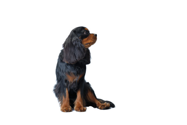 可爱的骑士犬查尔斯国王坐着，目光移开。孤立在白色背景上图片下载