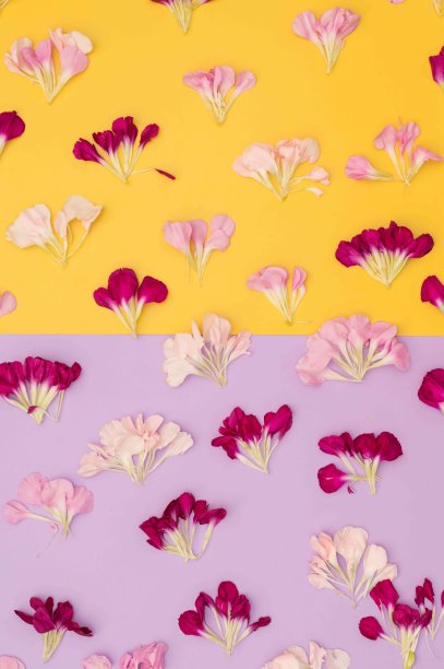 鲜艳的颜色块花平铺与花瓣图片下载