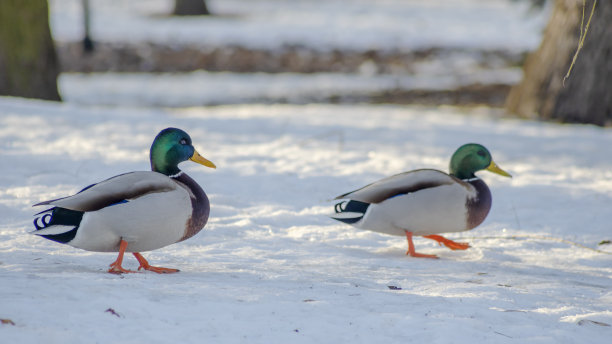 在阳光明媚的冬日，两只灰蓝相间的公鸭在城市公园的雪地里行走。冬天在雪地上过冬的鸭子。图片下载