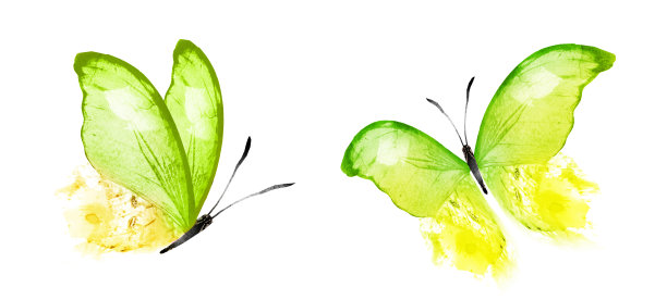 彩色水彩蝴蝶，孤立在白色背景上。集图片下载