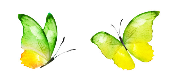 彩色水彩蝴蝶，孤立在白色背景上。集图片下载