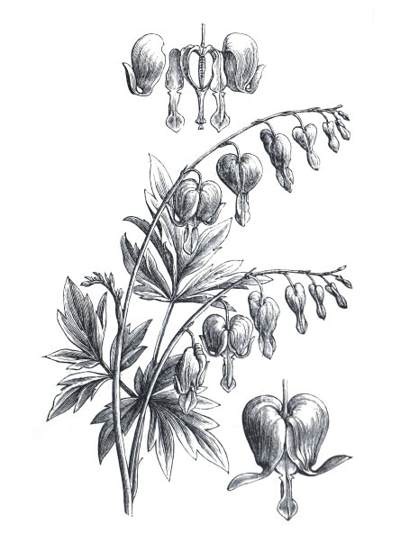 海棠，放血心，卵泡或亚洲放血心植物。手绘雕刻插图。图片下载