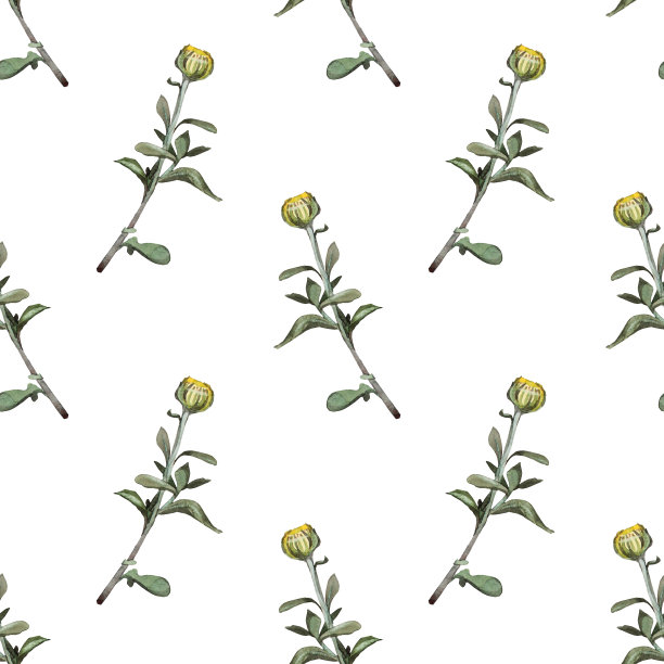 无缝图案水彩黄色菊花与绿色叶子孤立在白色背景。复古手绘树枝花和花蕾庆祝卡。艺术墙纸包装速写本图片下载