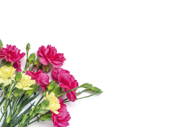 花束粉红色康乃馨花孤立在白色背景顶视图平躺假日卡片3月8日，情人节快乐，母亲的，纪念，教师节的概念复制空间图片下载