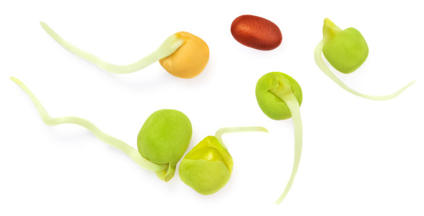 生豆芽孤立在白色背景上。有机芽顶视图。平躺图片下载