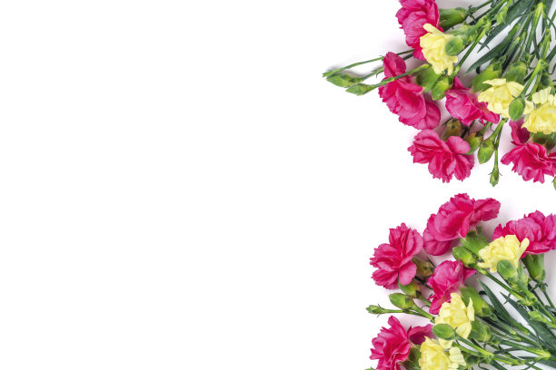 花束粉红色康乃馨花孤立在白色背景顶视图平躺假日卡片3月8日，情人节快乐，母亲的，纪念，教师节的概念复制空间图片下载