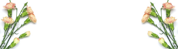 花束粉红色康乃馨花孤立在白色背景顶视图平躺假日卡片3月8日，情人节快乐，母亲的，纪念，教师节的概念复制空间图片下载