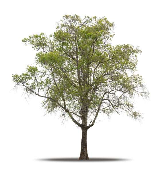 树木孤立在白色背景现实与阴影在高质量裁剪面具，热带树木用于广告设计和图形装饰图片下载